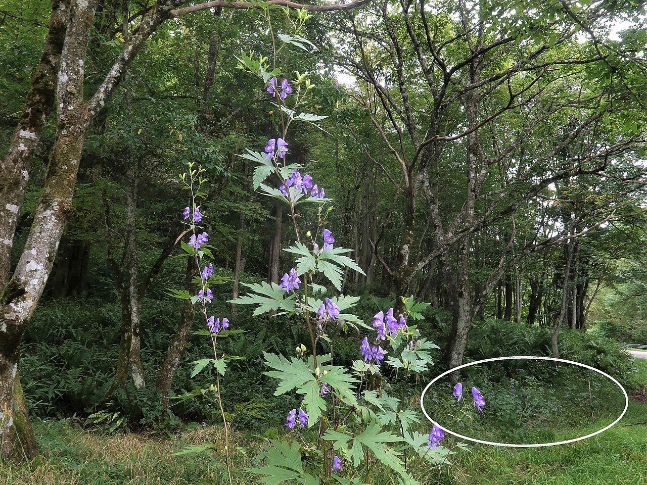 Aconitum kiyomiense: Aconitum kiyomiense , Takayama city, Gifu pref., Japan