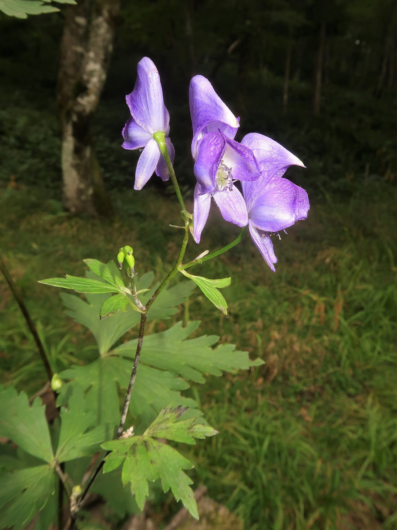 Aconitum kiyomiense: Aconitum kiyomiense , Takayama city, Gifu pref., Japan