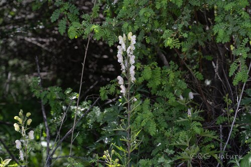 Aconitum kongboense (Aconitum kongboense)