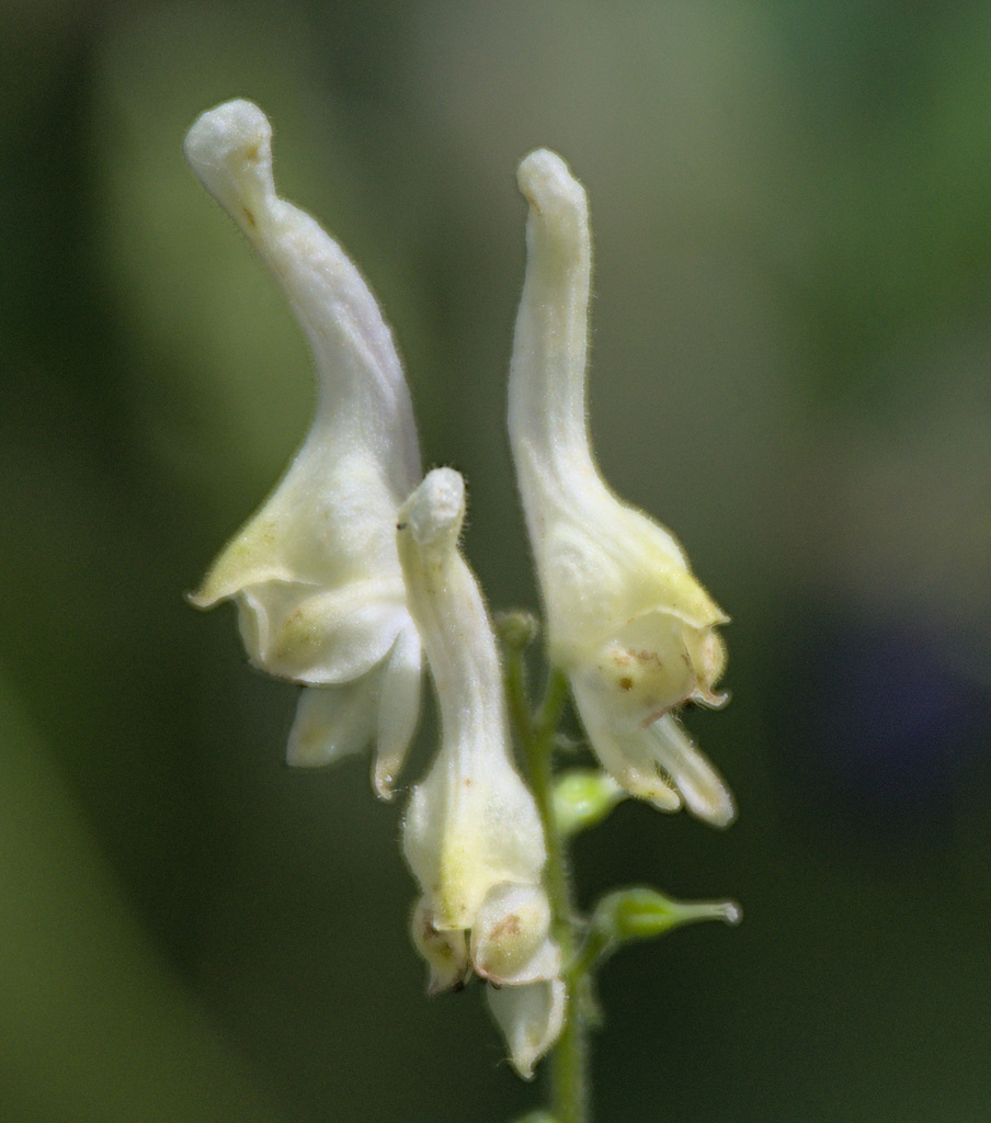Aconitum krylovii (Aconitum krylovii)