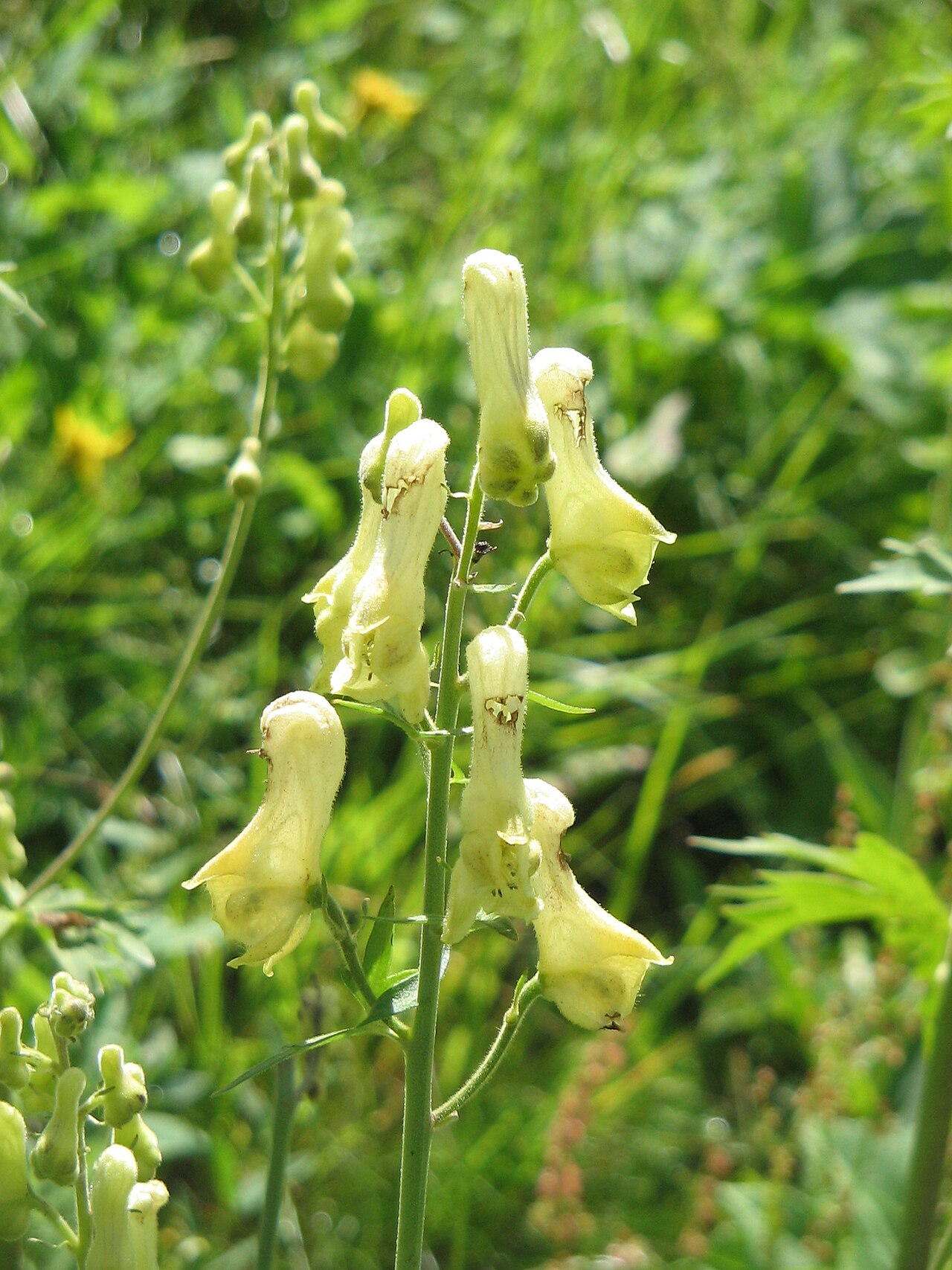 Aconitum lamarckii: Aconitum lycoctonum subsp. neapolitanum