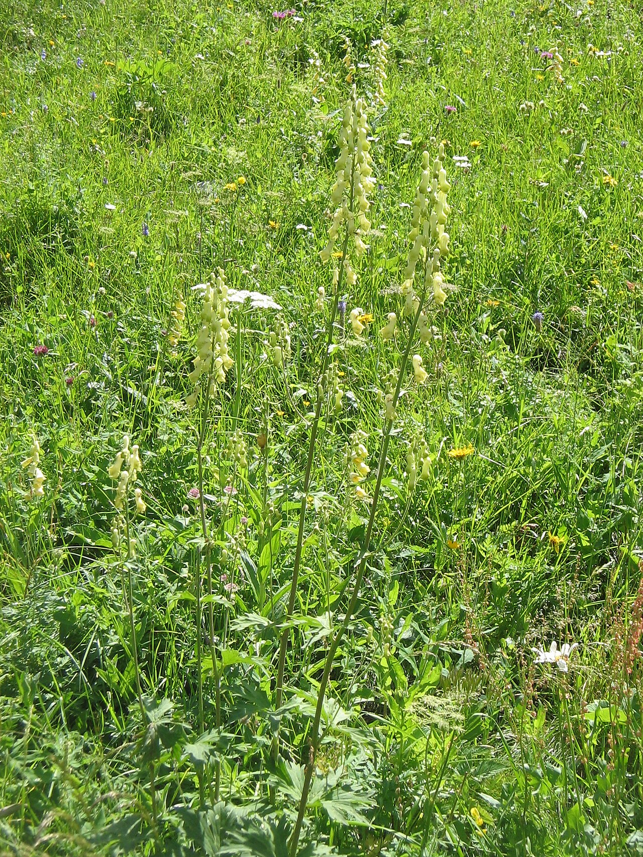 Aconitum lamarckii: Aconitum lycoctonum subsp. neapolitanum