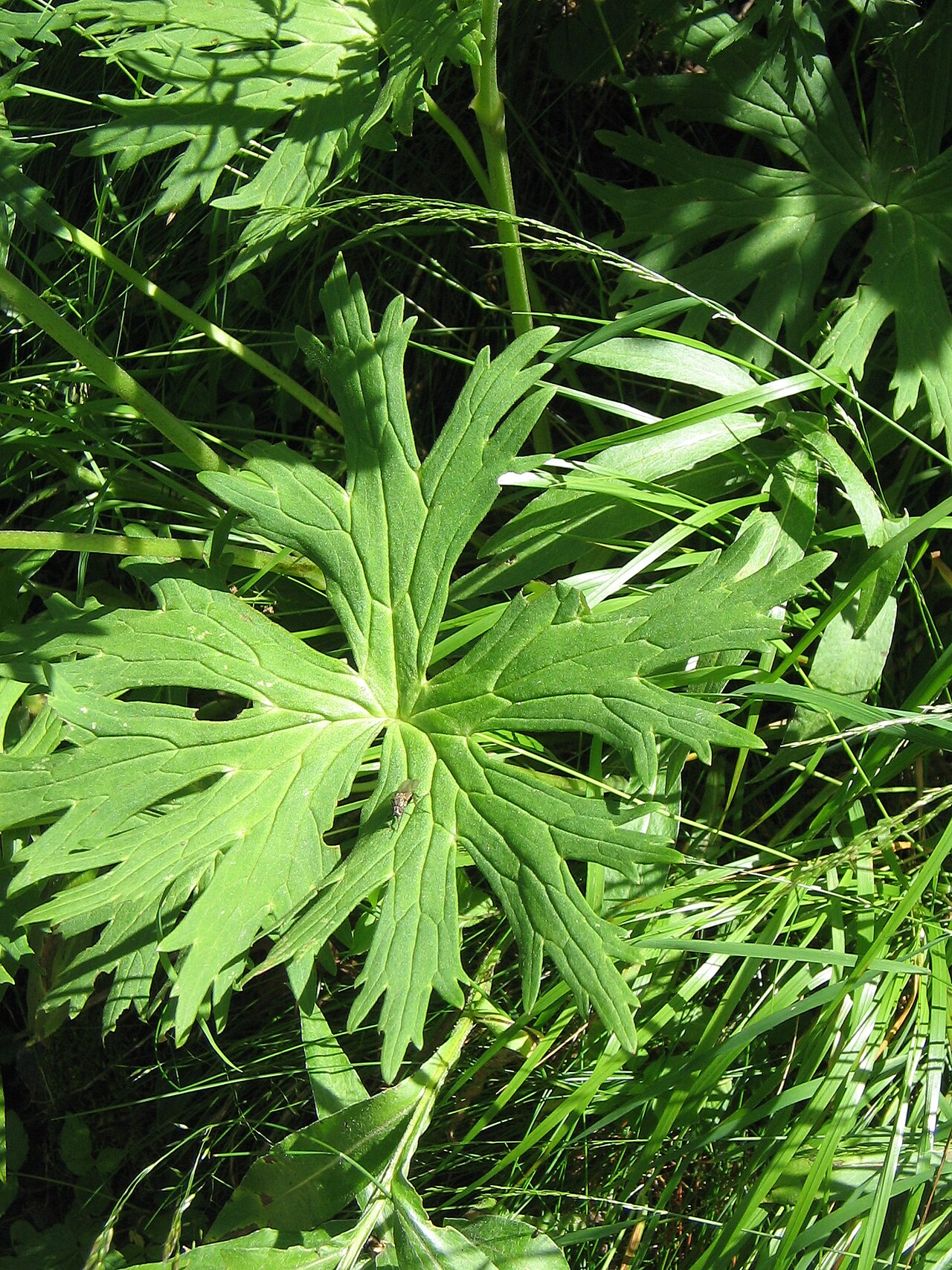 Aconitum lamarckii: Aconitum lycoctonum subsp. neapolitanum - leaf