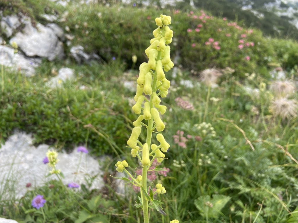 Aconitum lamarckii (Aconitum lamarckii)