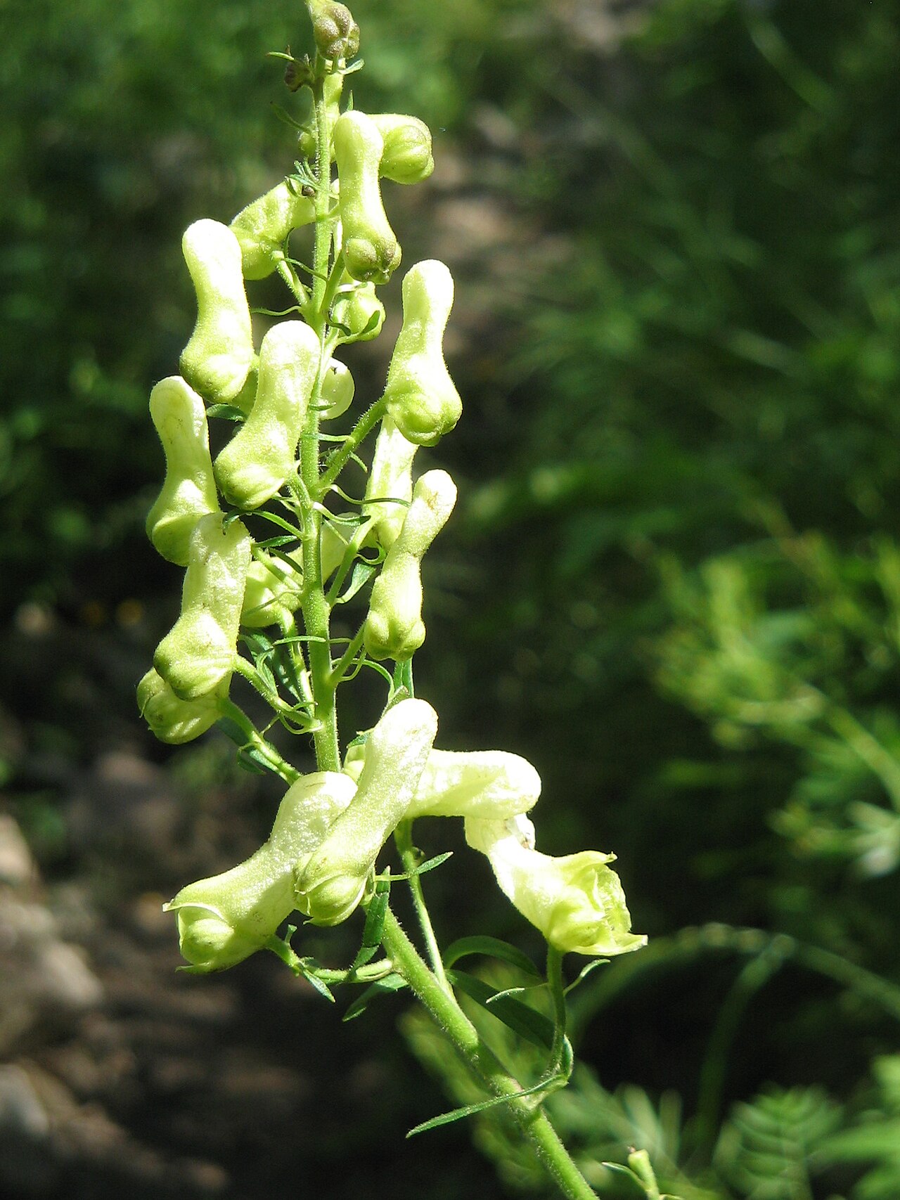 Aconitum lamarckii: Aconitum lycoctonum subsp. neapolitanum