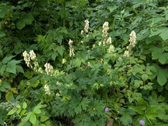 Aconitum lamarckii (Aconitum lamarckii)