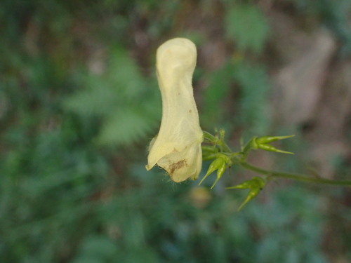 Aconitum lamarckii (Aconitum lamarckii)
