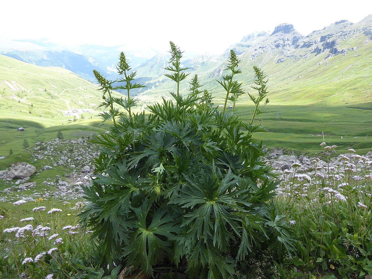 Aconitum lamarckii: Aconitum ranunculifolium (ex lamarckii ) photographed in the Dolomites above Canazei (TN, Italy), near the Sass Becè