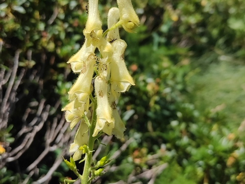 Aconitum lamarckii (Aconitum lamarckii)