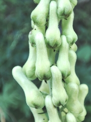 Aconitum lamarckii (Aconitum lamarckii)
