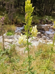 Aconitum lamarckii (Aconitum lamarckii)