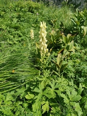 Aconitum lamarckii (Aconitum lamarckii)