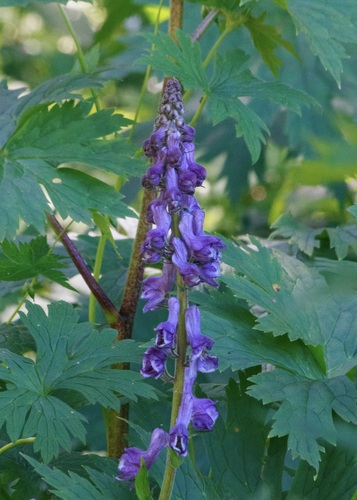 Aconitum leucostomum (Aconitum leucostomum)