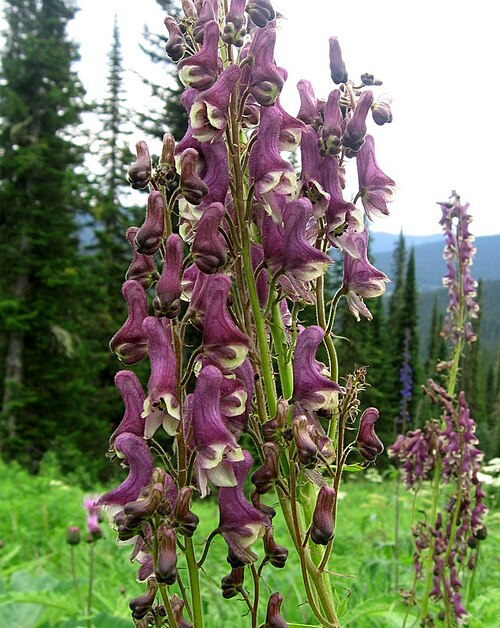 Aconitum leucostomum: Соцветие борца белоустного ( Aconitum leucostomum ). Западный Саян, парк "Ергаки".