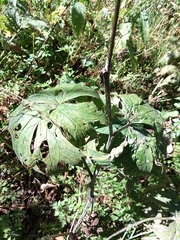 Aconitum leucostomum (Aconitum leucostomum)
