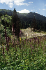 Aconitum leucostomum (Aconitum leucostomum)