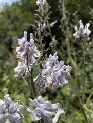 Aconitum leucostomum (Aconitum leucostomum)