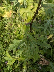Aconitum leucostomum (Aconitum leucostomum)