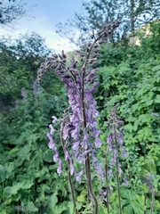 Aconitum leucostomum (Aconitum leucostomum)