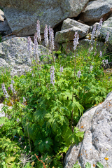 Aconitum leucostomum (Aconitum leucostomum)