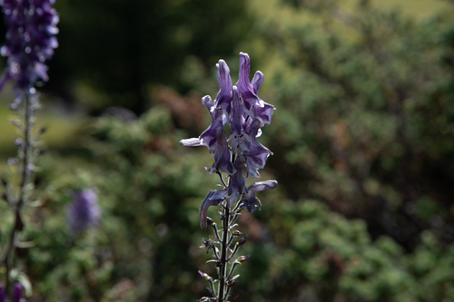 Aconitum leucostomum (Aconitum leucostomum)