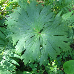 Aconitum leucostomum (Aconitum leucostomum)