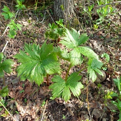 Aconitum leucostomum (Aconitum leucostomum)