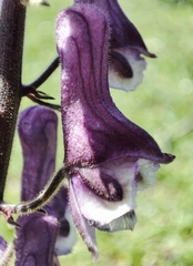 Aconitum leucostomum (Aconitum leucostomum)