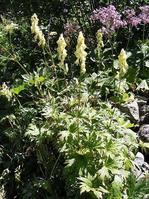 Monkshood: This photo shows an Aconitum lycoctonum' plant