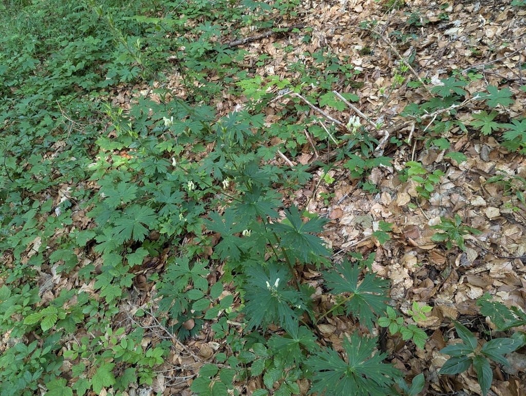 Monkshood (Aconitum lycoctonum)