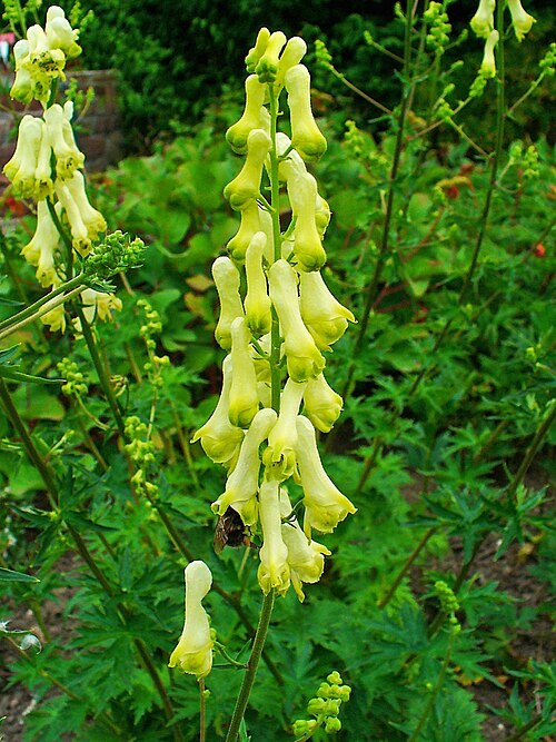 Monkshood: Aconitum lycoctonum , Ranunculaceae, Northern Wolfsbane, inflorescence; Botanical Garden KIT, Karlsruhe, Germany. The blooming plants are used in homeopathy as
