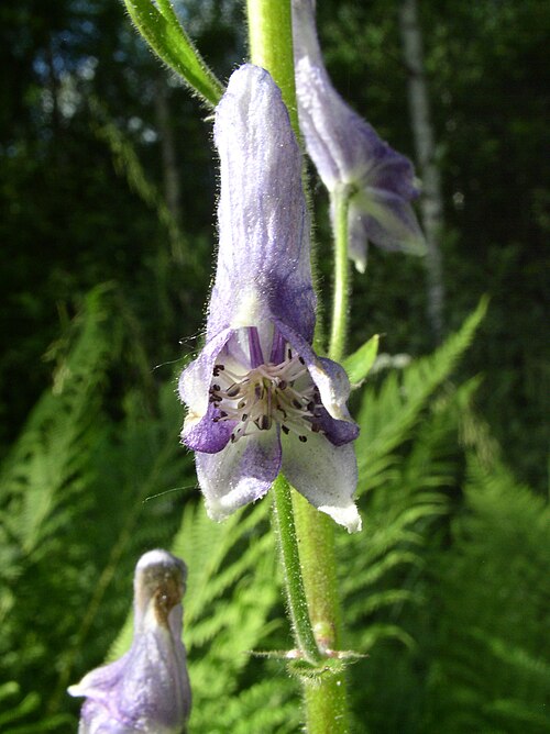 Monkshood: Aconitum lycoctonum (or Aconitum septentrionale) flower in Kitee , Finland .