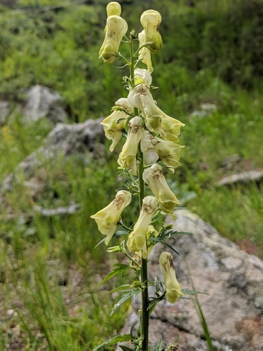 Monkshood (Aconitum lycoctonum)