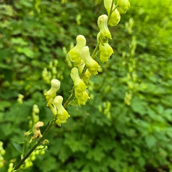 Monkshood (Aconitum lycoctonum)