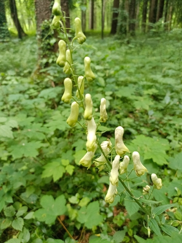 Monkshood (Aconitum lycoctonum)