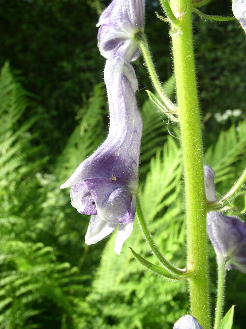 Monkshood: Aconitum lycoctonum (or Aconitum septentrionale) flower in Kitee , Finland .