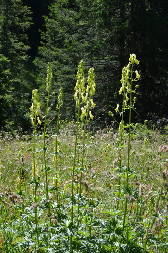 Monkshood (Aconitum lycoctonum)