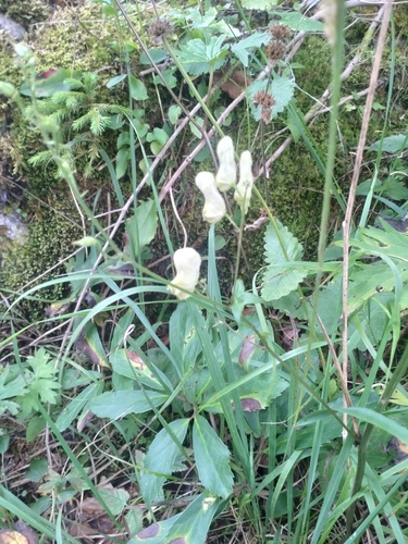 Monkshood (Aconitum lycoctonum)
