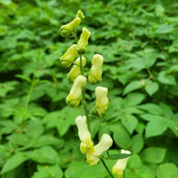 Monkshood (Aconitum lycoctonum)