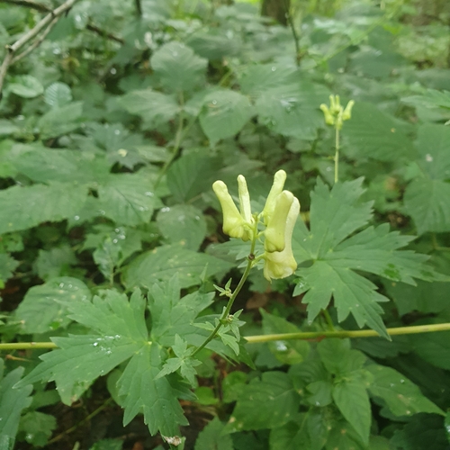 Monkshood (Aconitum lycoctonum)