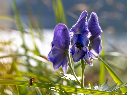Kamchatka aconite (Aconitum maximum)