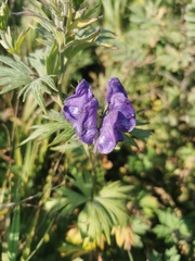 Kamchatka aconite (Aconitum maximum)