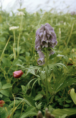 Kamchatka aconite (Aconitum maximum)