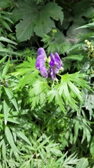 Kamchatka aconite (Aconitum maximum)
