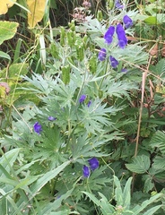 Kamchatka aconite (Aconitum maximum)