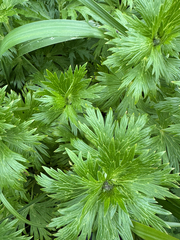 Kamchatka aconite (Aconitum maximum)