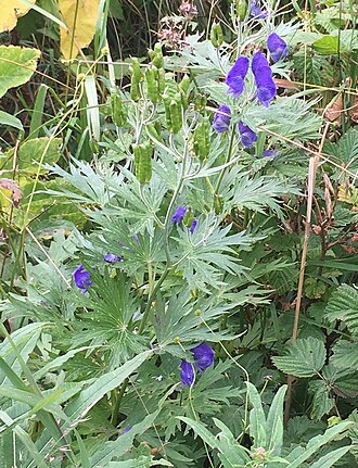 Kamchatka aconite: Kamchatka Monkshood