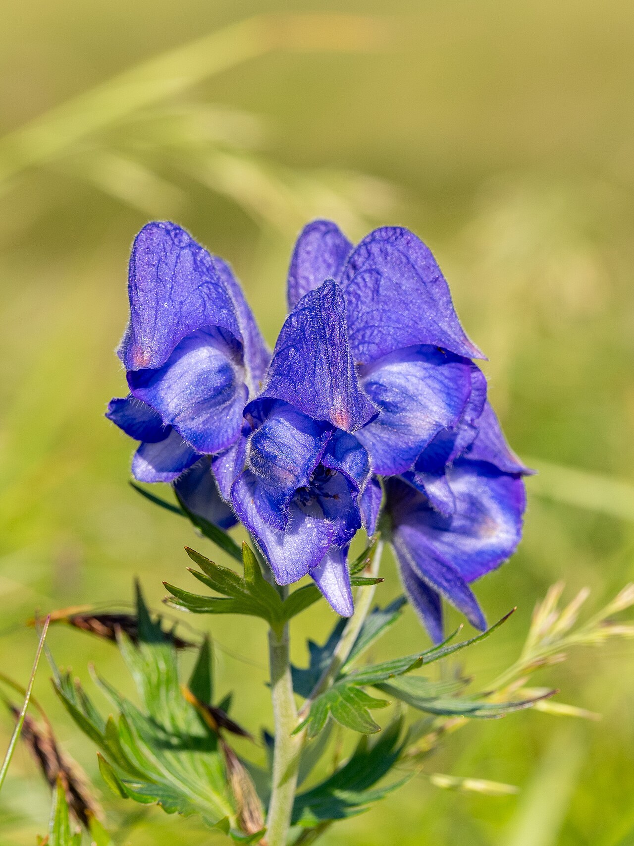 Kamchatka aconite: Kamchatka Monkshood ( Aconitum maximum ) in the United States