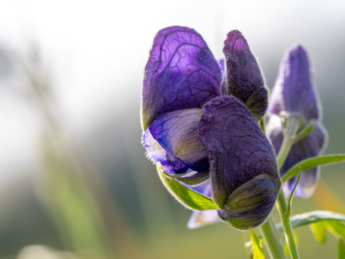 Kamchatka aconite (Aconitum maximum)