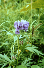 Kamchatka aconite (Aconitum maximum)